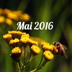 mai 2016 - alzire